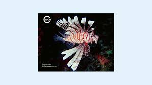 Image result for Pterois miles