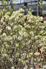 Attēlu rezultāti vaicājumam “Fothergilla major”