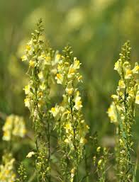 Attēlu rezultāti vaicājumam “Linaria vulgaris flower”