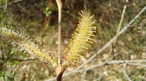 Attēlu rezultāti vaicājumam “Salix cinerea male flower”