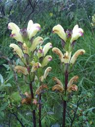 Attēlu rezultāti vaicājumam “Pedicularis sceptrum-carolinum flower”