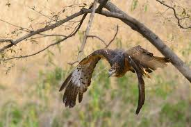 Attēlu rezultāti vaicājumam “Pernis apivorus”