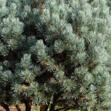 Attēlu rezultāti vaicājumam “Pinus sylvestris var. borussica”