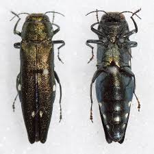 Attēlu rezultāti vaicājumam “Adomerus biguttatus”