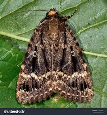 Attēlu rezultāti vaicājumam “Amphipyra”