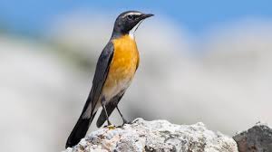 Image result for Irania gutturalis