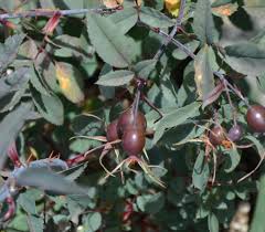Attēlu rezultāti vaicājumam “Rosa glauca leaf”