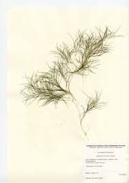 Attēlu rezultāti vaicājumam “Stuckenia pectinata leaf”