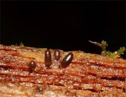 Attēlu rezultāti vaicājumam “Stemonitopsis gracilis”