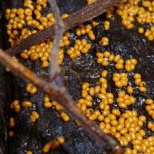 Attēlu rezultāti vaicājumam “Badhamia foliicola”