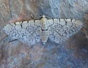 Attēlu rezultāti vaicājumam “Eupithecia venosata”