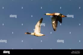 Attēlu rezultāti vaicājumam “Tadorna tadorna juvenile”