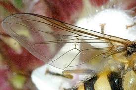 Attēlu rezultāti vaicājumam “Syrphus sp. imago”