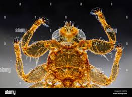 Attēlu rezultāti vaicājumam “Lipoptena cervi”