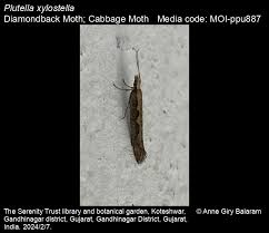 Attēlu rezultāti vaicājumam “Plutella xylostella”