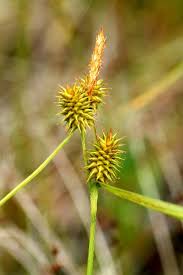 Attēlu rezultāti vaicājumam “Carex lepidocarpa leaf”