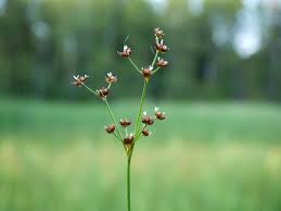 Attēlu rezultāti vaicājumam “Juncus articulatus”