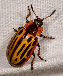 Attēlu rezultāti vaicājumam “Chrysomela vigintipunctata”