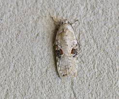 Attēlu rezultāti vaicājumam “Agonopterix alstromeriana”
