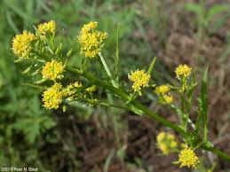 Attēlu rezultāti vaicājumam “Rorippa palustris leaf”