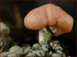 Attēlu rezultāti vaicājumam “Dibaeis baeomyces”