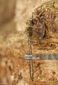 Attēlu rezultāti vaicājumam “Libellula quadrimaculata exuvia”