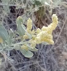 Attēlu rezultāti vaicājumam “Atriplex calotheca flower”