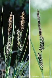 Attēlu rezultāti vaicājumam “Carex nigra”