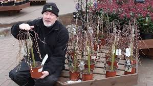 Attēlu rezultāti vaicājumam “Salix caprea”