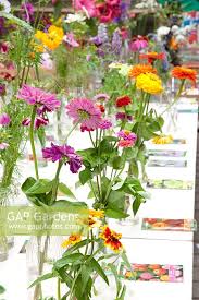 Image result for Tanacetum parthenium 'Tetraweiss'