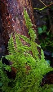 Attēlu rezultāti vaicājumam “Thuidium recognitum”