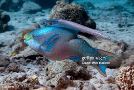 Image result for Sparisoma aurofrenatum