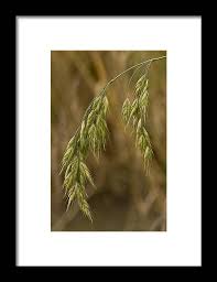 Attēlu rezultāti vaicājumam “Bromus secalinus”