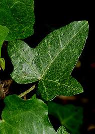 Attēlu rezultāti vaicājumam “Hedera helix  leaf”