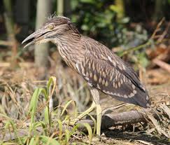 Image result for Nycticorax nycticorax