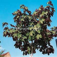 Attēlu rezultāti vaicājumam “Acer pseudoplatanus fo. purpurascens”