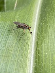 Attēlu rezultāti vaicājumam “Brachycera”