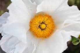 Image result for Romneya coulteri