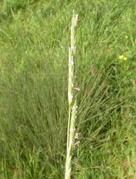 Attēlu rezultāti vaicājumam “Glyceria fluitans”