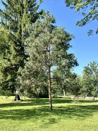 Attēlu rezultāti vaicājumam “Pinus sylvestris”