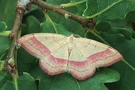 Attēlu rezultāti vaicājumam “Rhodostrophia vibicaria”