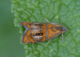 Attēlu rezultāti vaicājumam “Olethreutes arcuella”