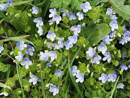 Attēlu rezultāti vaicājumam “Veronica filiformis”