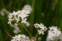 Attēlu rezultāti vaicājumam “Galium elongatum”