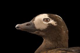 Attēlu rezultāti vaicājumam “Clangula hyemalis male”