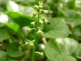 Attēlu rezultāti vaicājumam “Pyrola rotundifolia”