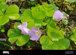 Attēlu rezultāti vaicājumam “Trifolium alpestre leaf”