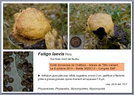 Attēlu rezultāti vaicājumam “Fuligo laevis”