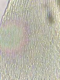 Attēlu rezultāti vaicājumam “Hypnum cupressiforme var. subjulacum”