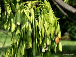 Attēlu rezultāti vaicājumam “Fraxinus excelsior fruit”